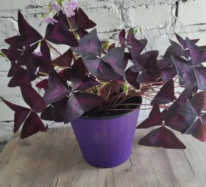 Оксаліс (кислиця)