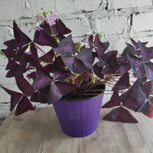 Оксаліс , кислиця, день і ніч, добрий ранок, кімнатні рослини, конюшина щастя в постійному горщику діаметром 18 см