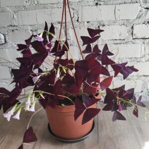 Оксаліс , кислиця, день і ніч, добрий ранок, кімнатні рослини, конюшина щастя в постійному горщику діаметром 18 см