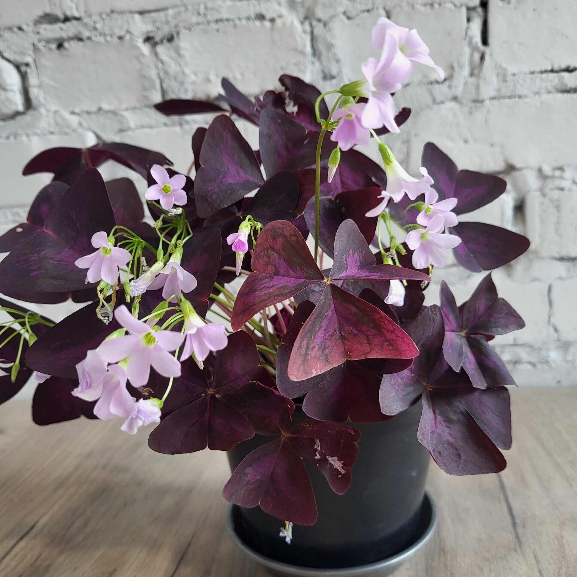 Оксаліс , кислиця, день і ніч, добрий ранок, кімнатні рослини, конюшина щастя в постійному горщику 13 см