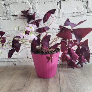 Оксаліс , кислиця, день і ніч, добрий ранок, кімнатні рослини, конюшина щастя в постійному горщику 13 см