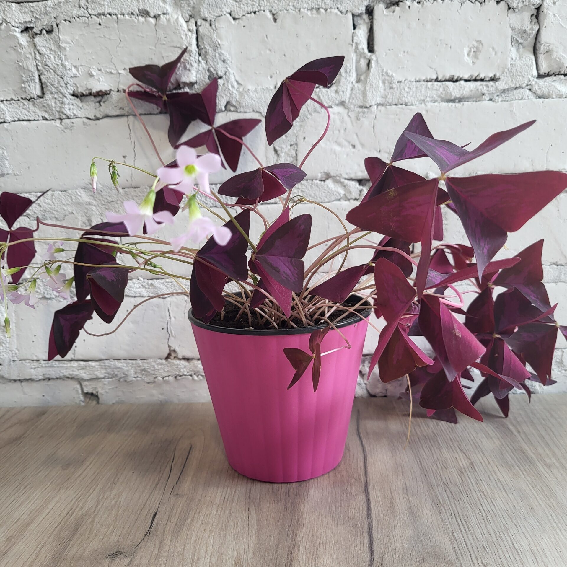 Оксаліс , кислиця, день і ніч, добрий ранок, кімнатні рослини, конюшина щастя в постійному горщику 13 см