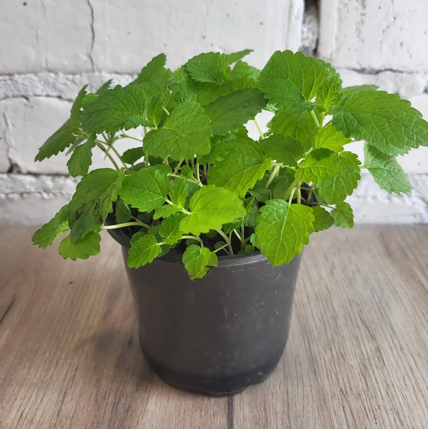 М'ята (меліса лікарська) в одноразовому стаканчику