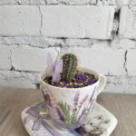 Кактуси, сукуленти , кактус в подарунок