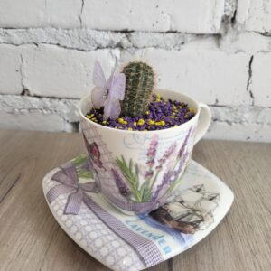 Кактуси, сукуленти , кактус в подарунок