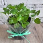 М'ята (меліса лікарська) в одноразовому стаканчику