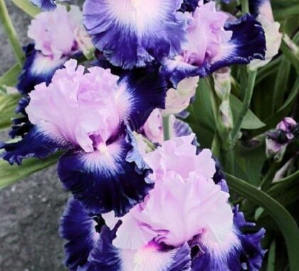 Іриси (півники)