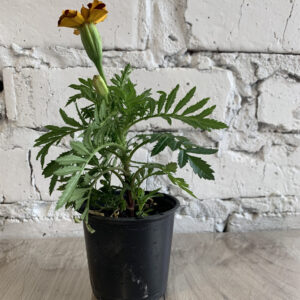 Чорнобривці (розсада)