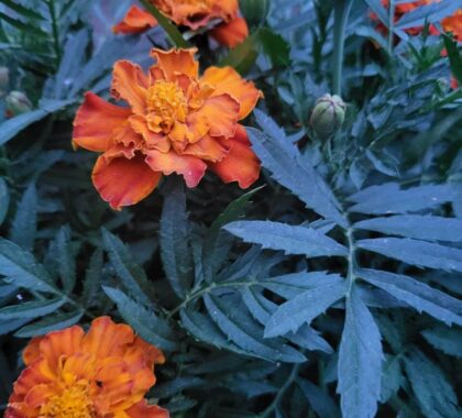 чорнобривці