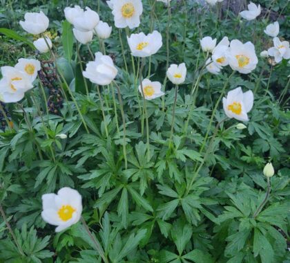 Анемона лісова