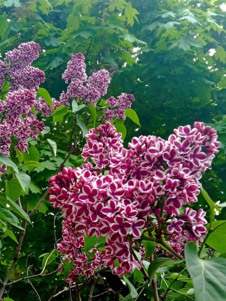 Цікаві факти про бузок