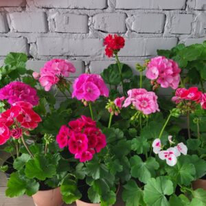 пеларгонія