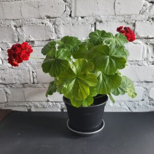 пеларгонія