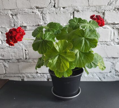 пеларгонія