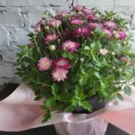 хризантема