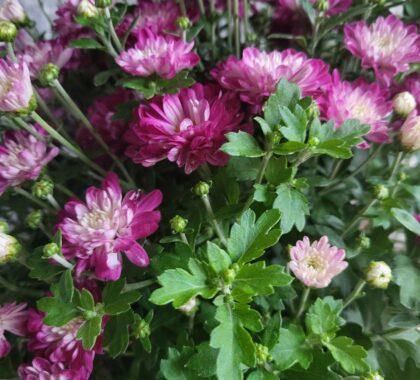 хризантема