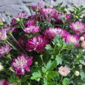 хризантема