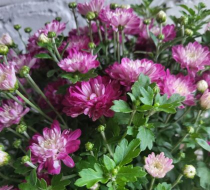 хризантема