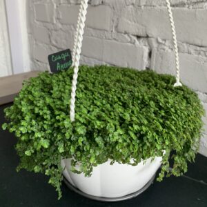 сльози ангела