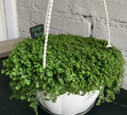 сльози ангела