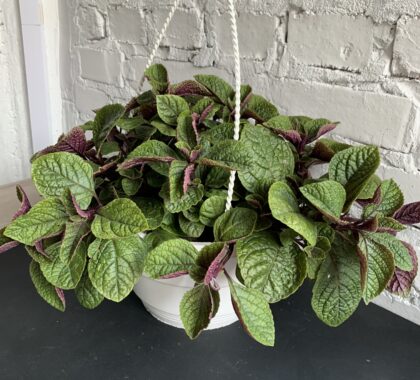 шведський плющ