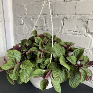 шведський плющ