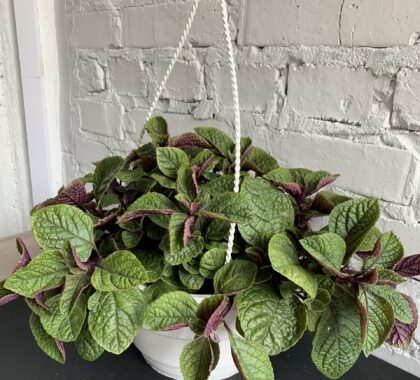 шведський плющ