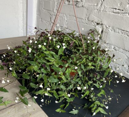 традексанція