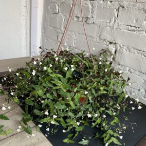 традексанція