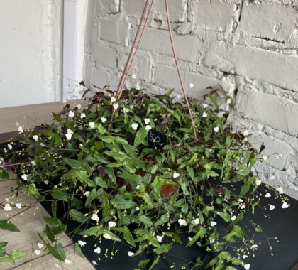 традексанція