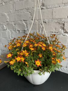 череда золотиста