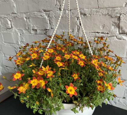 череда золотиста