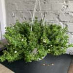 бакопа кучерява