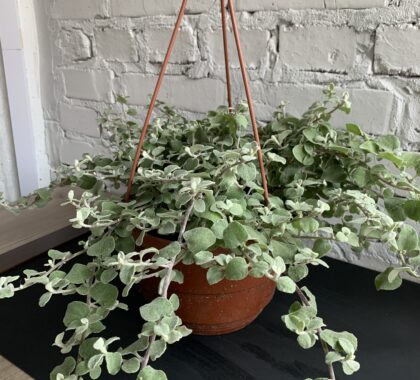 геліхризум сріблястий