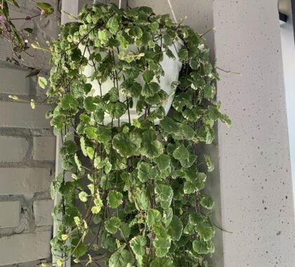 будра плющовидна