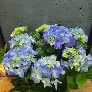 гортензія 14х35-40 см мікс