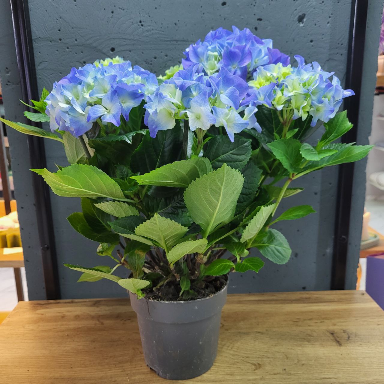 гортензія 14х35-40 см мікс