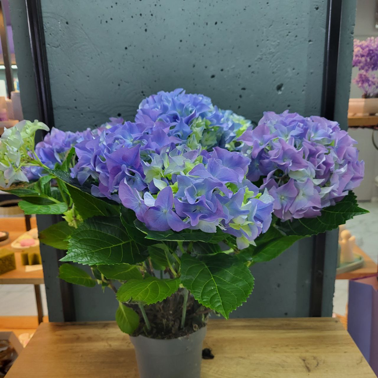 гортензія 14х35-40 см мікс