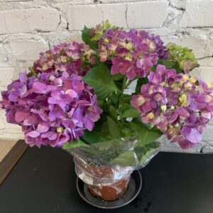 гортензія 14х35 мікс