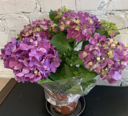 гортензія 14х35 мікс