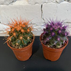 кактус ехінокакатус 5х8