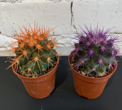 кактус ехінокакатус 5х8