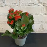 каланхое 10х20-25 червоне