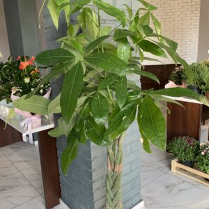 🌱 Догляд за пахірою – грошовим деревом