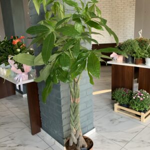 пахіра