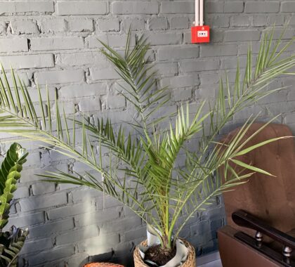 фінікові пальма