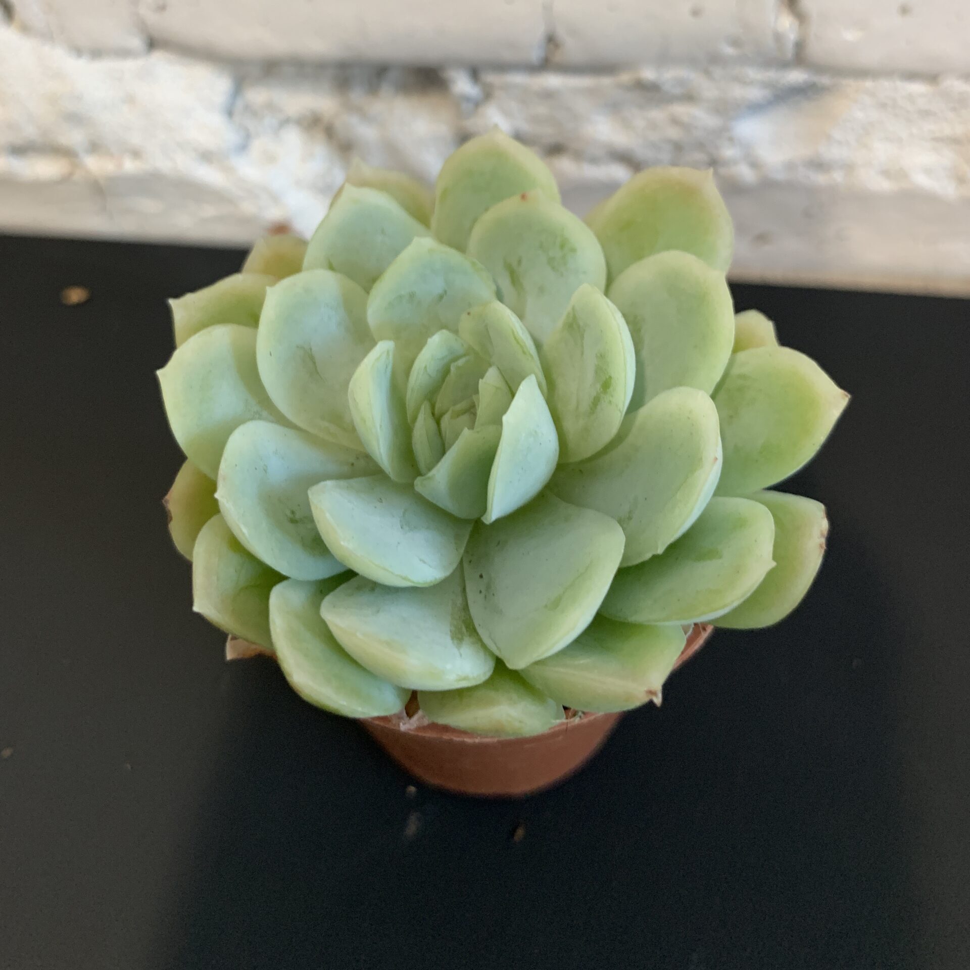 ехеверія 5х10 мікс