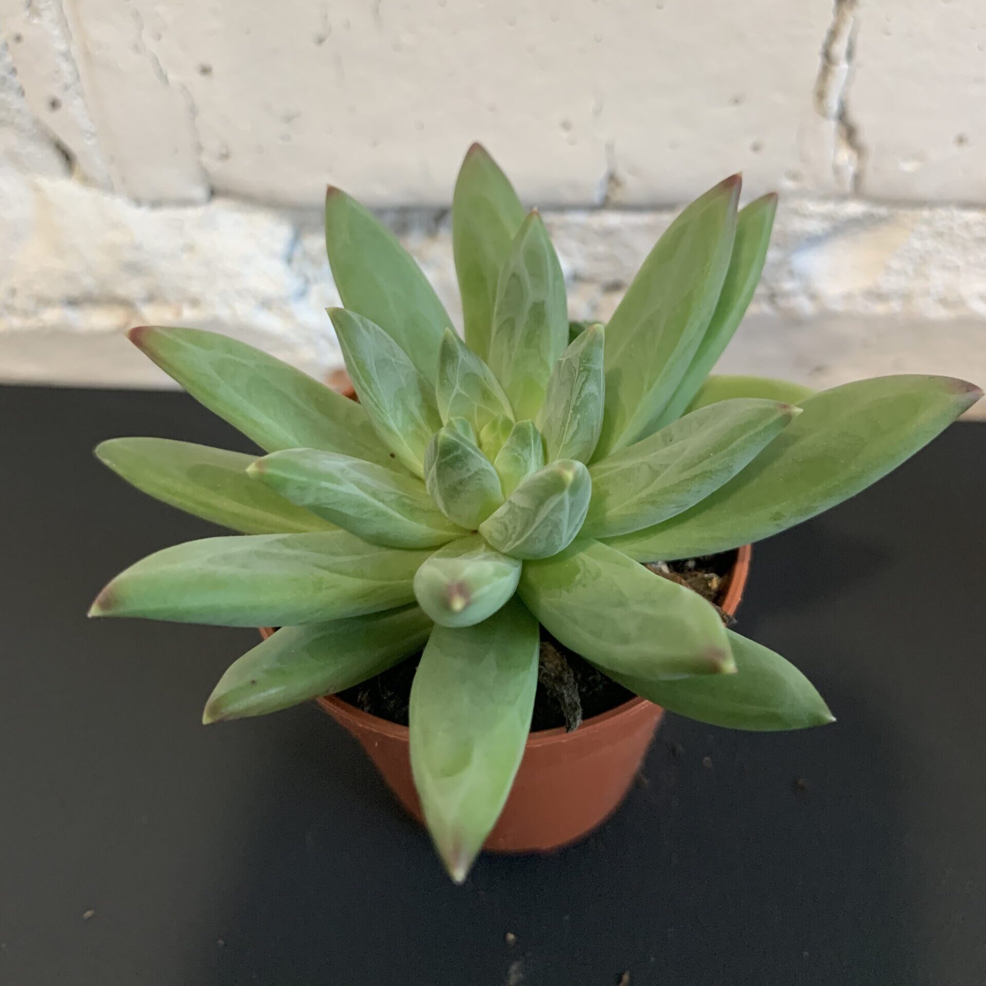 ехеверія 5х10 мікс