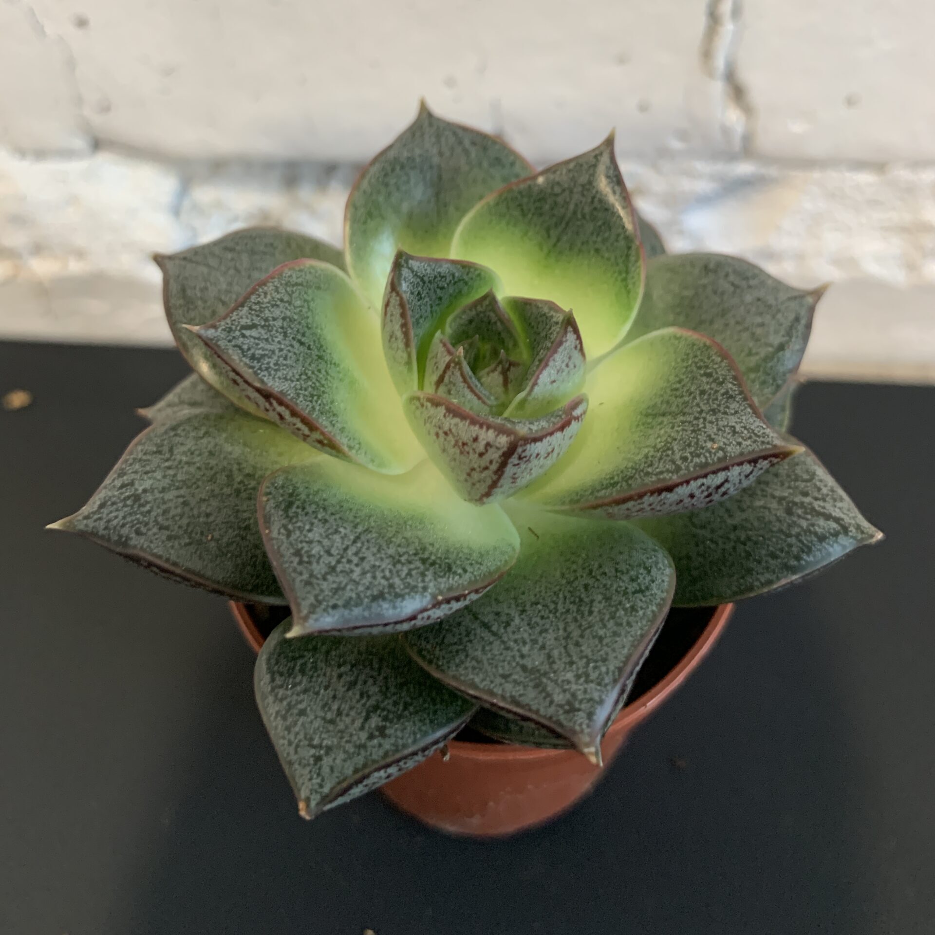 ехеверія 5х10 мікс