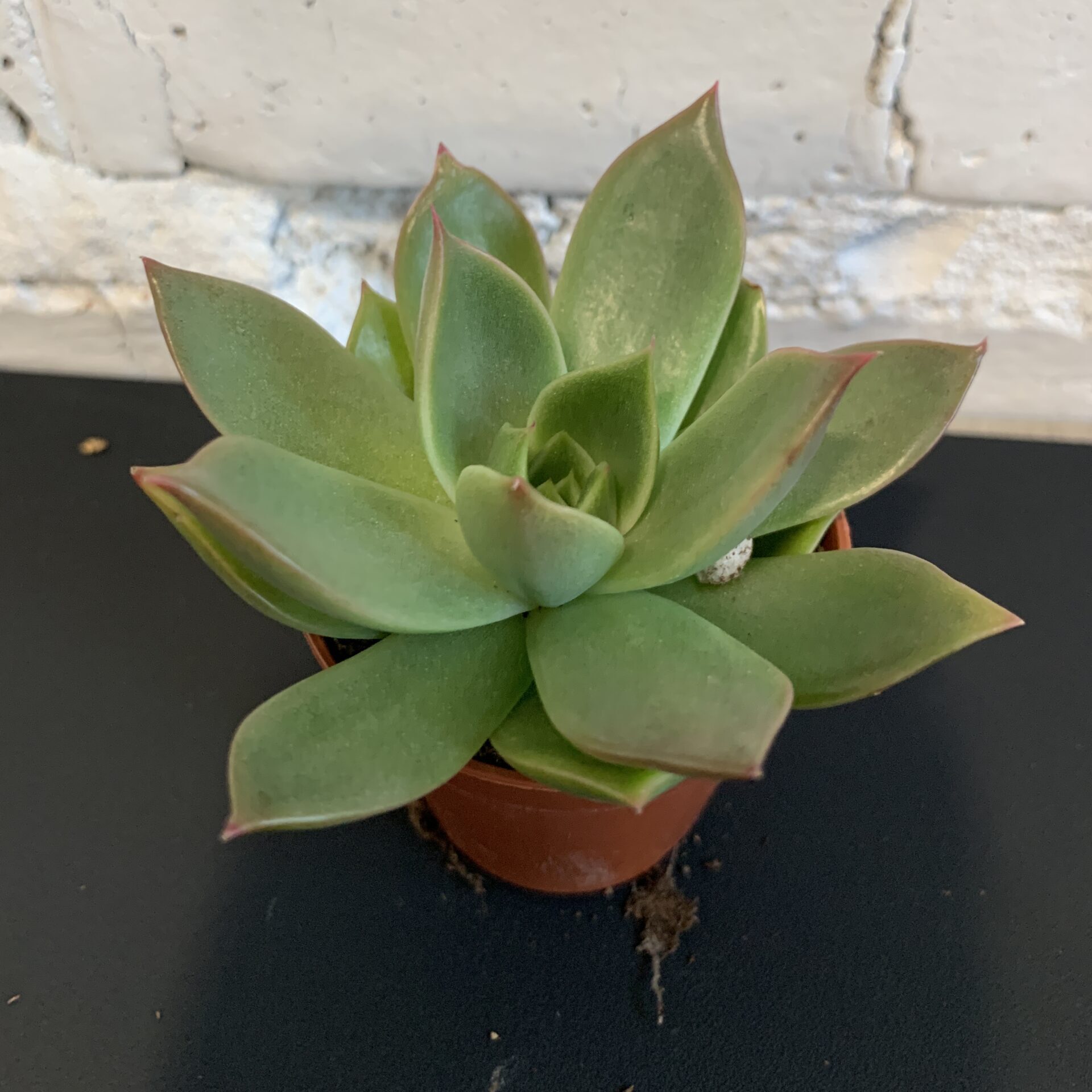 ехеверія 5х10 мікс